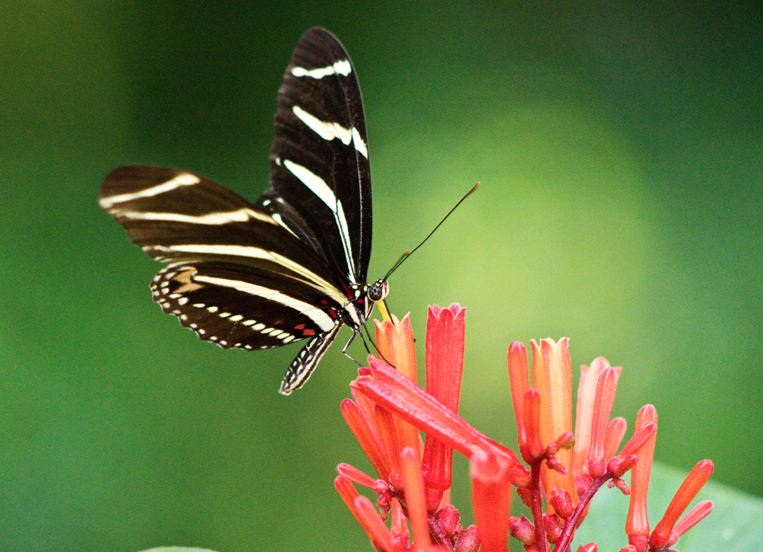http://pbcauthor/coextension/SiteImages/News/firebush butterlifes.png